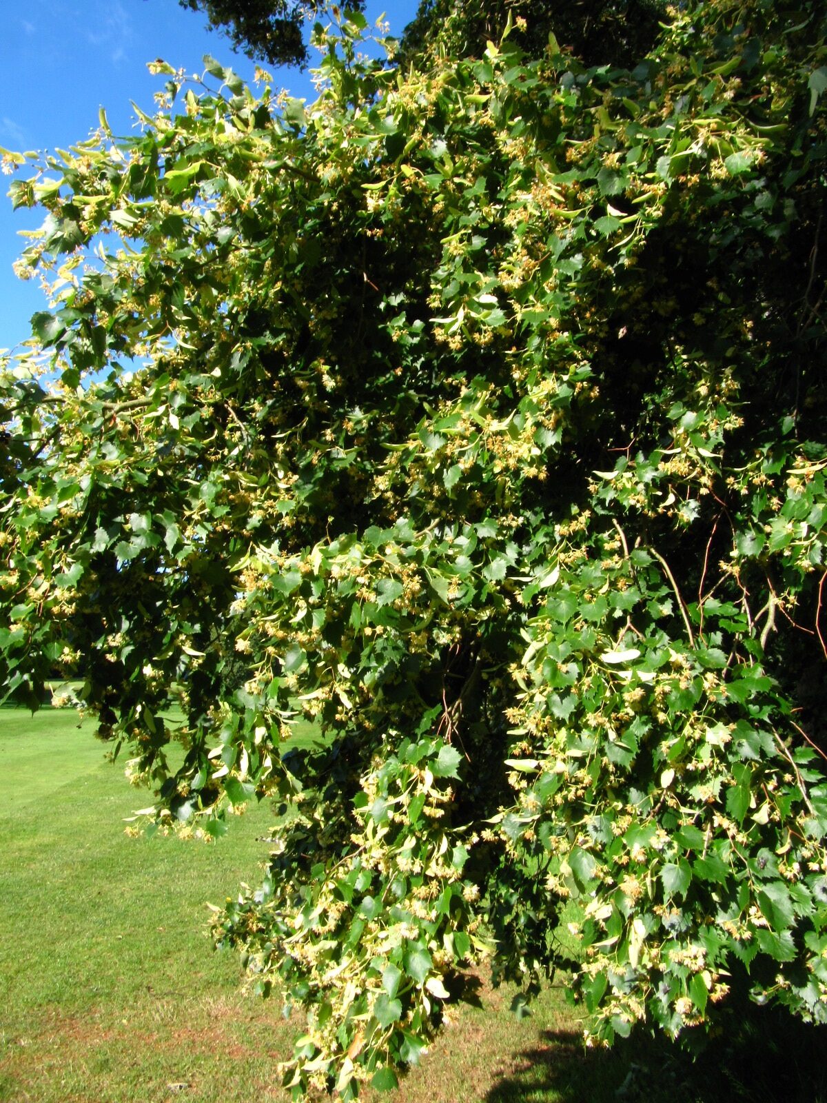 Tilia mongolica - Ikens Arboretum Bremen-Oberneuland - Juli 2025