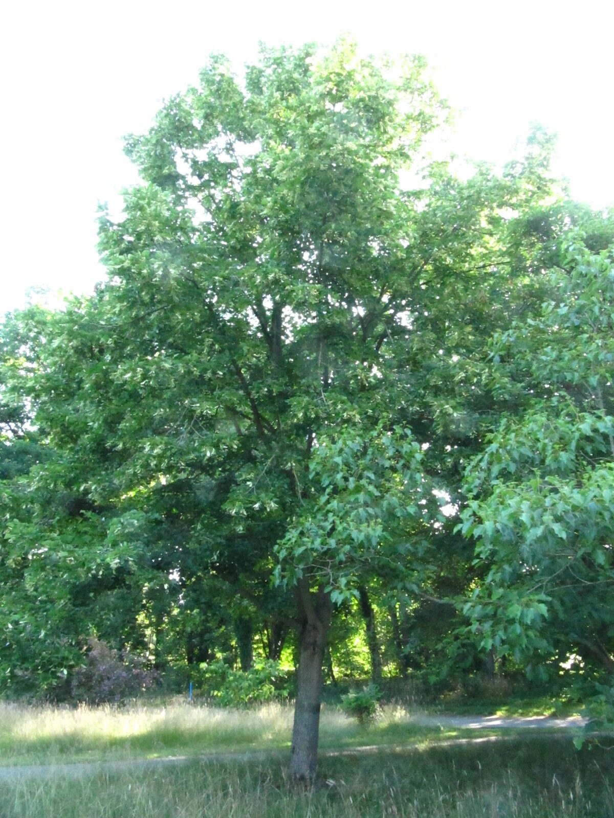 mandshurica Tilia