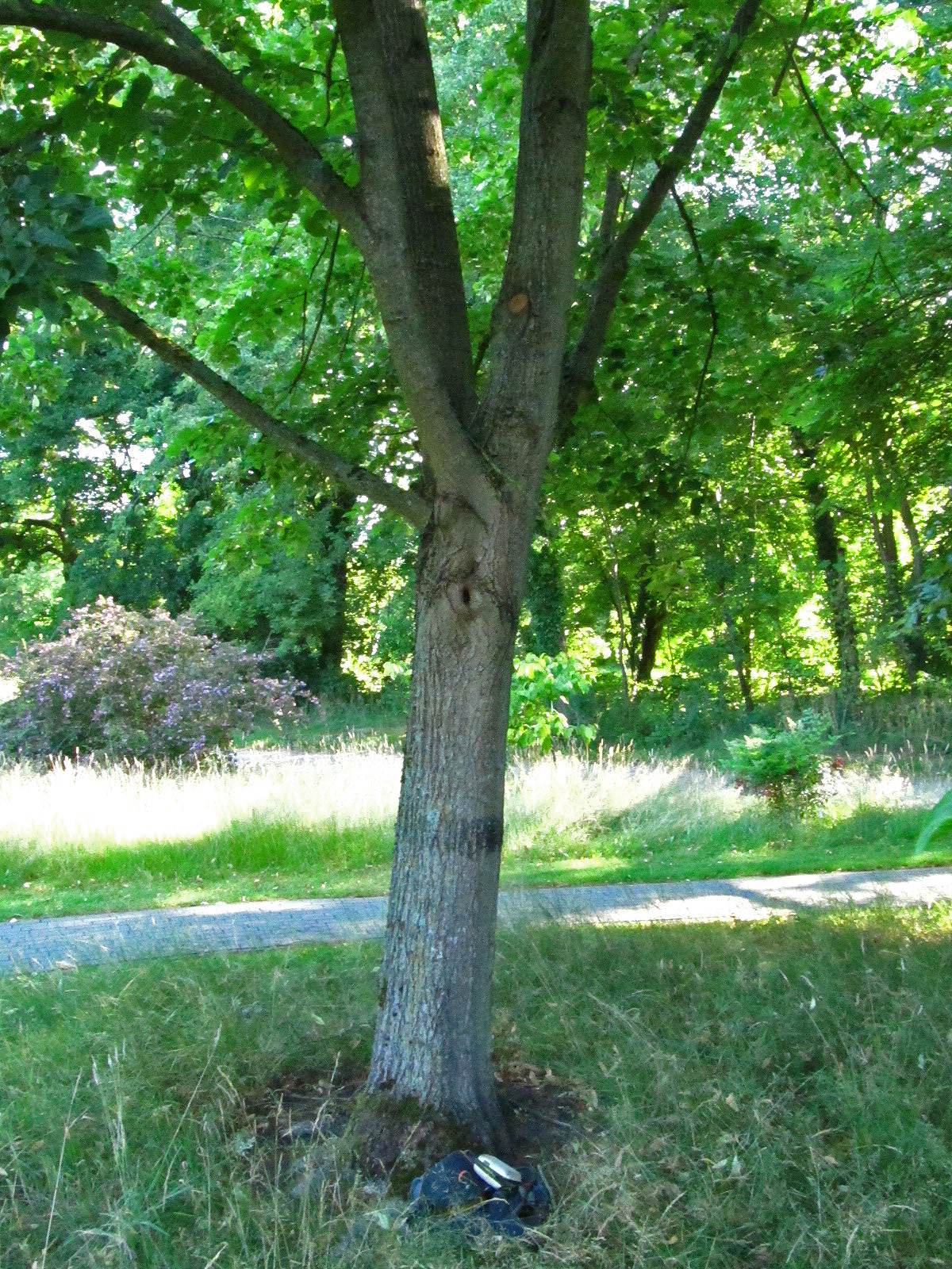 Tilia mandshurica - Ikens Arboretum Bremen-Oberneuland - Juli 2025