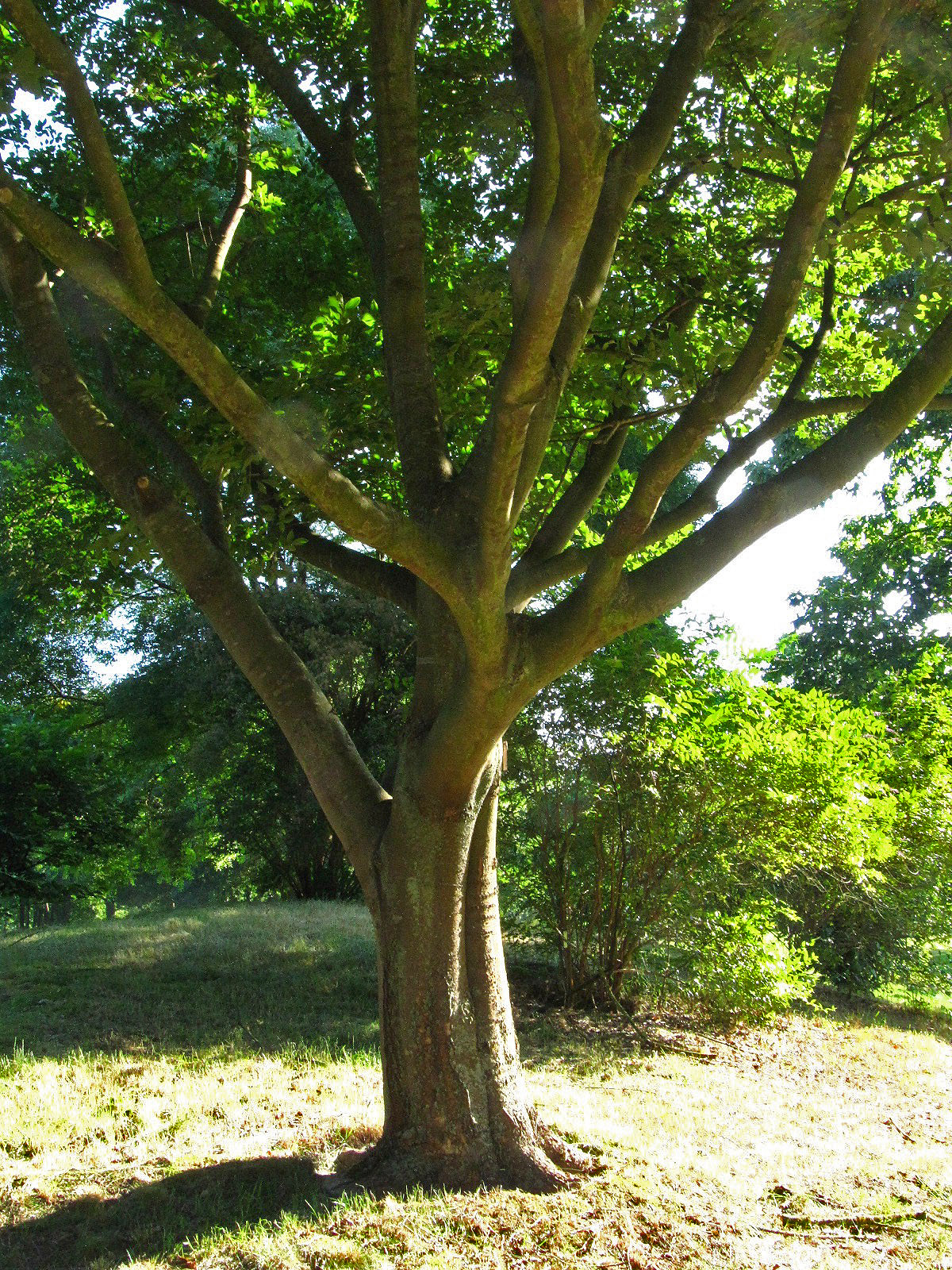 Celtis sinensis