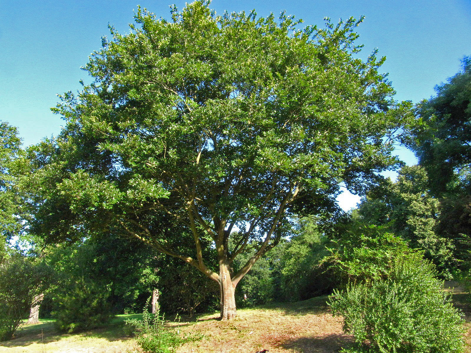 Celtis sinensis - Ikens Arboretum Bremen-Oberneuland - Juli 2025