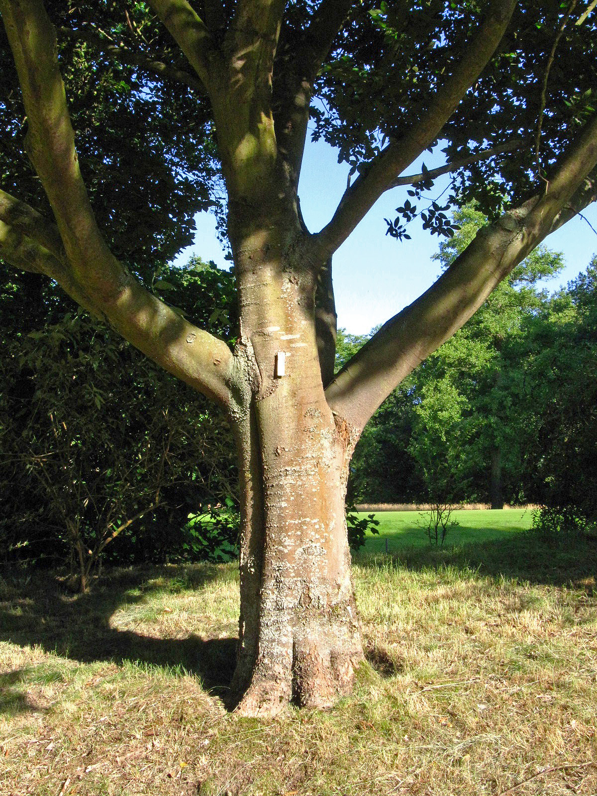 Celtis sinensis - Ikens Arboretum Bremen-Oberneuland - Juli 2025