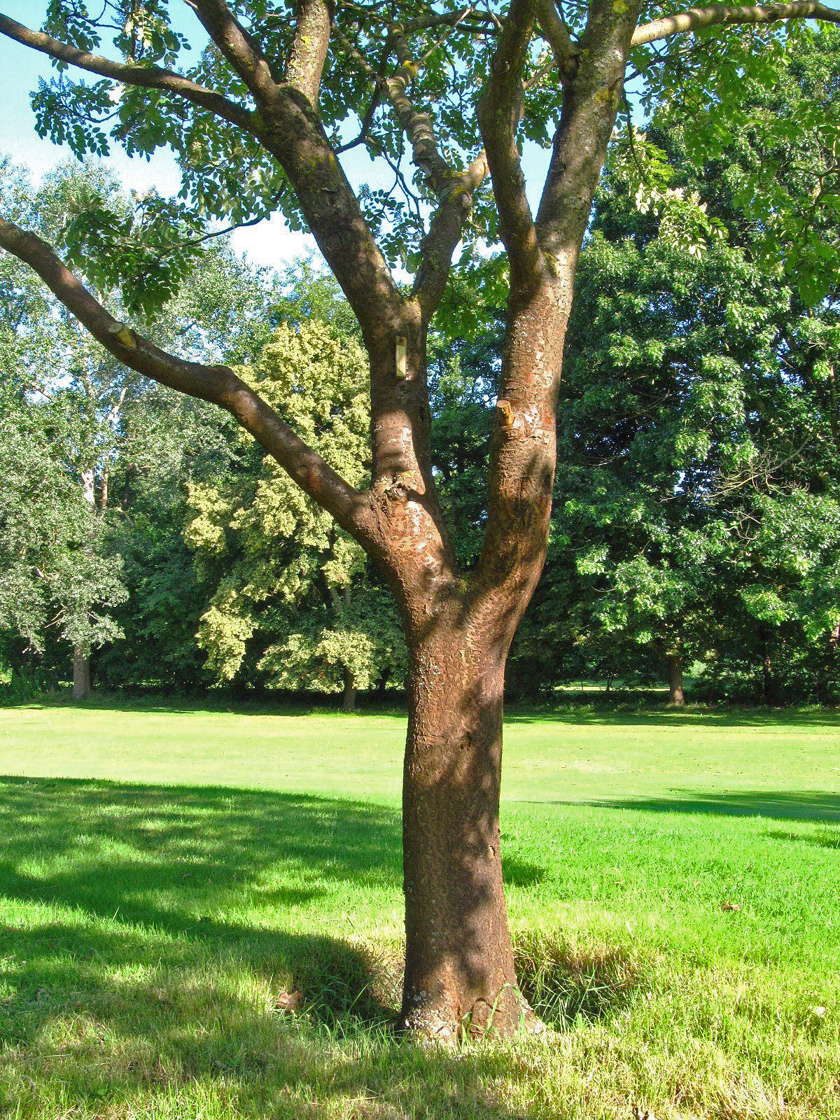 Maackia amurensis var. buergerianum - Ikens Arboretum Bremen-Oberneuland - Juli 2025