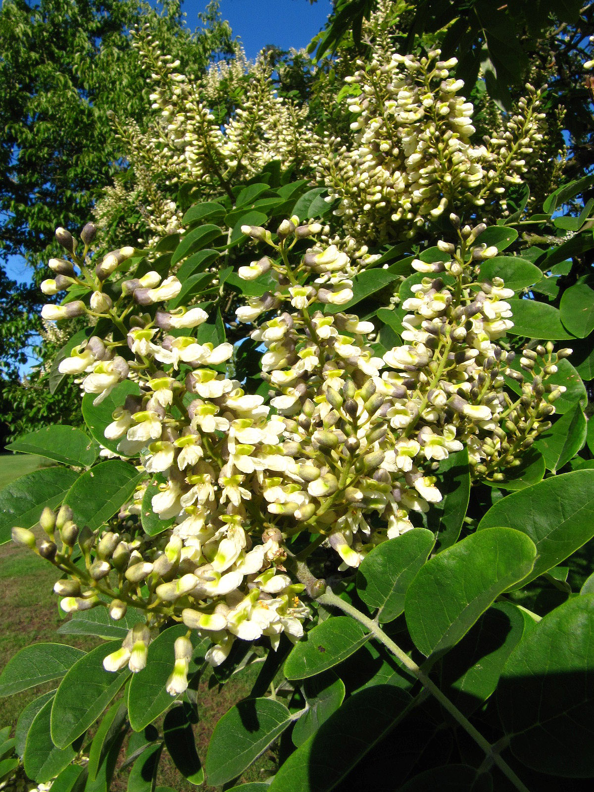 Maackia amurensis var. buergerianum - Ikens Arboretum Bremen-Oberneuland - Juli 2025