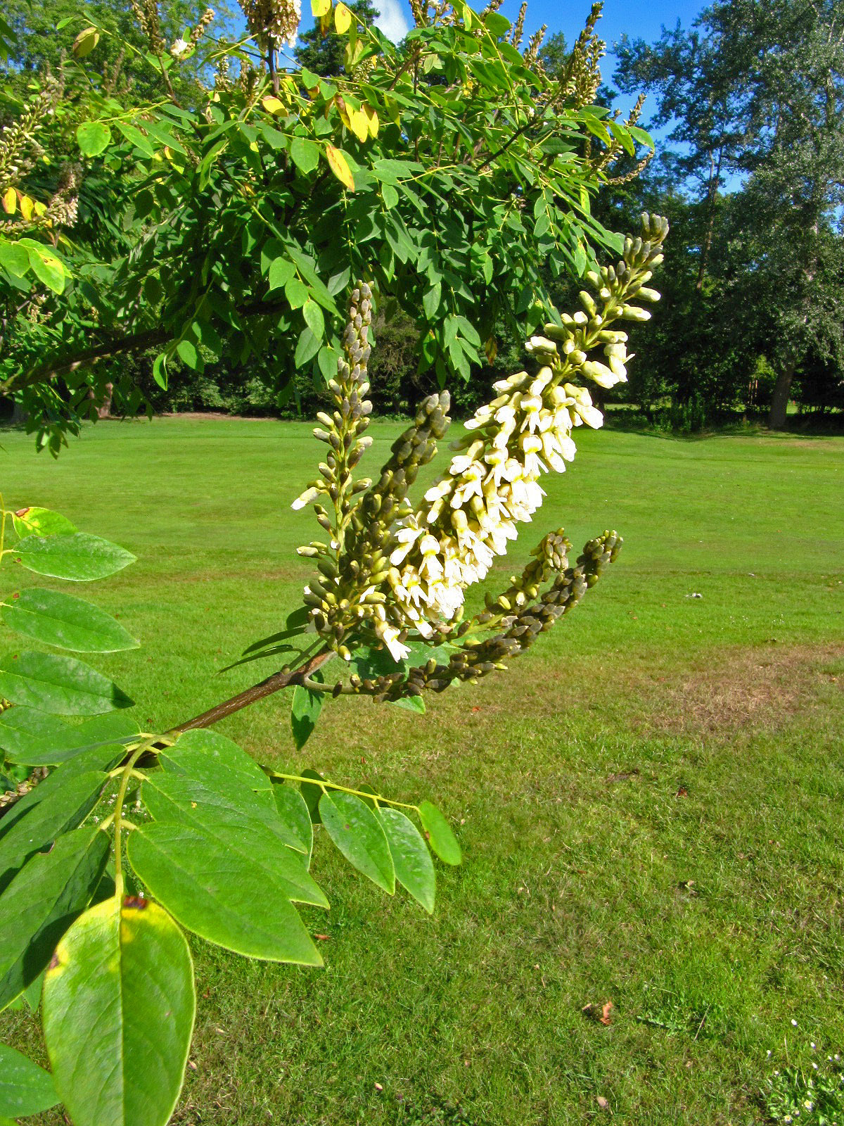 chinensis Maackia