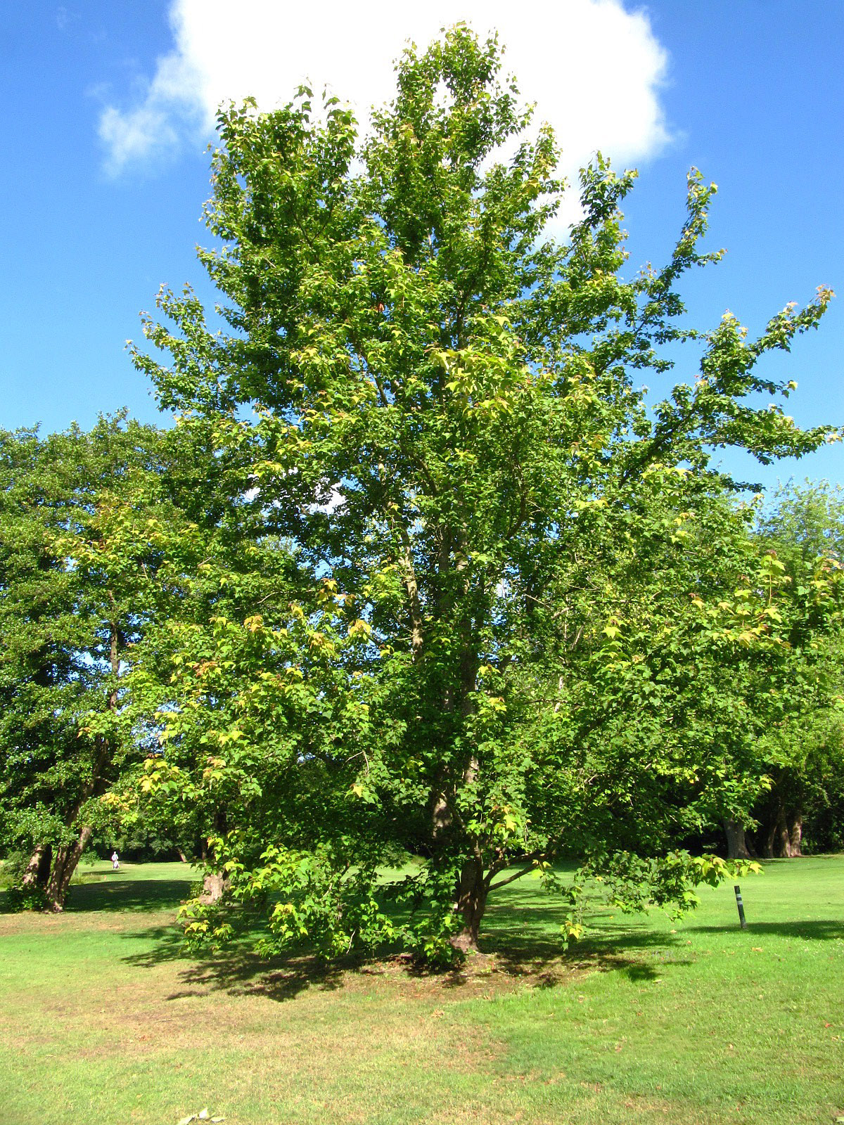 formosana Liquidambar var. monticola
