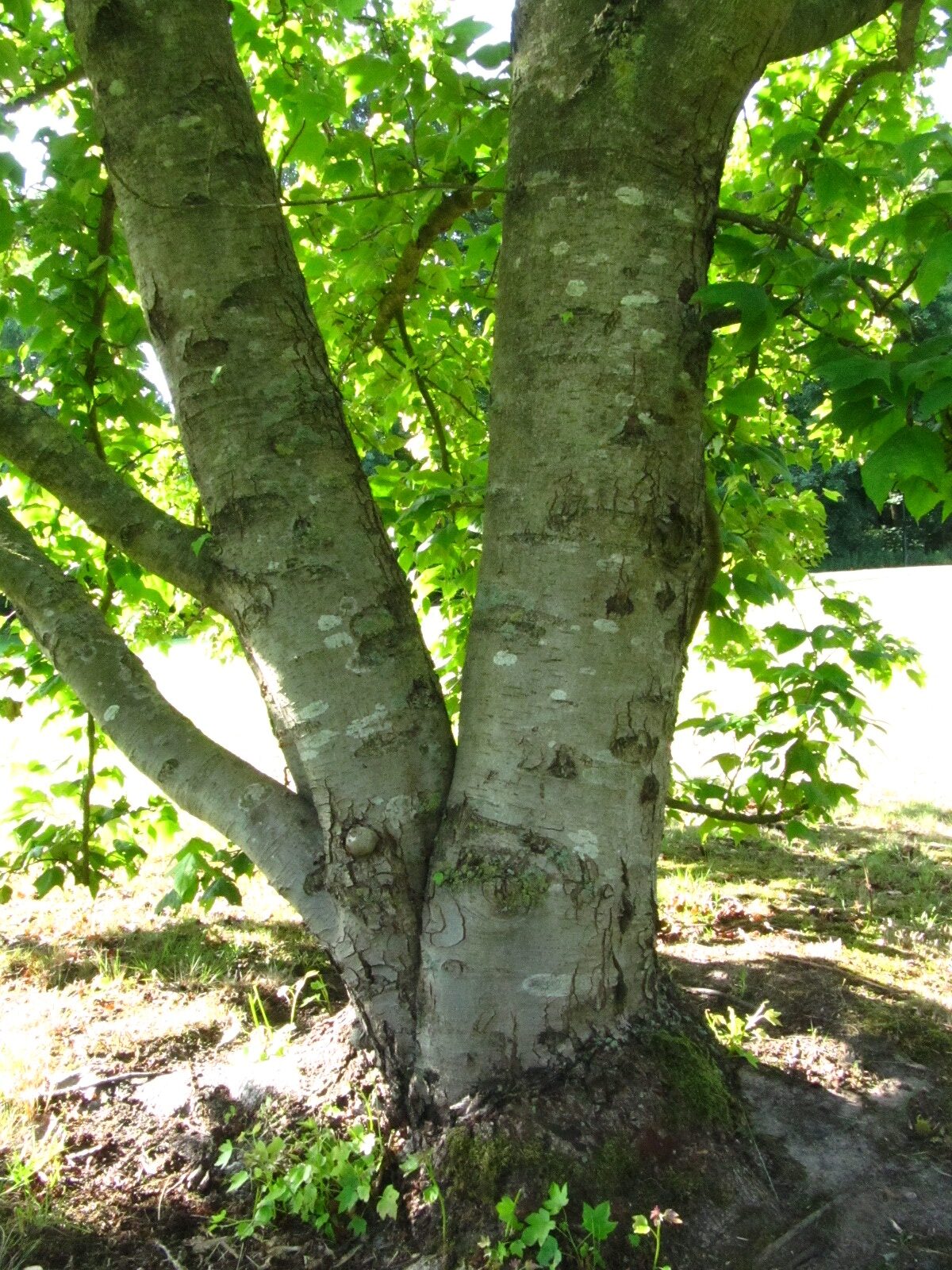 Liquidambar formosana var. monticola - Ikens Arboretum Bremen-Oberneuland - Juli 2025