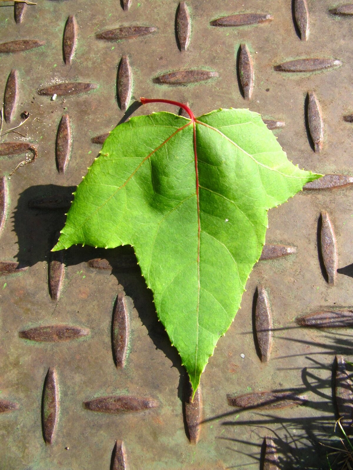 Liquidambar formosana var. monticola - Ikens Arboretum Bremen-Oberneuland - Juli 2025