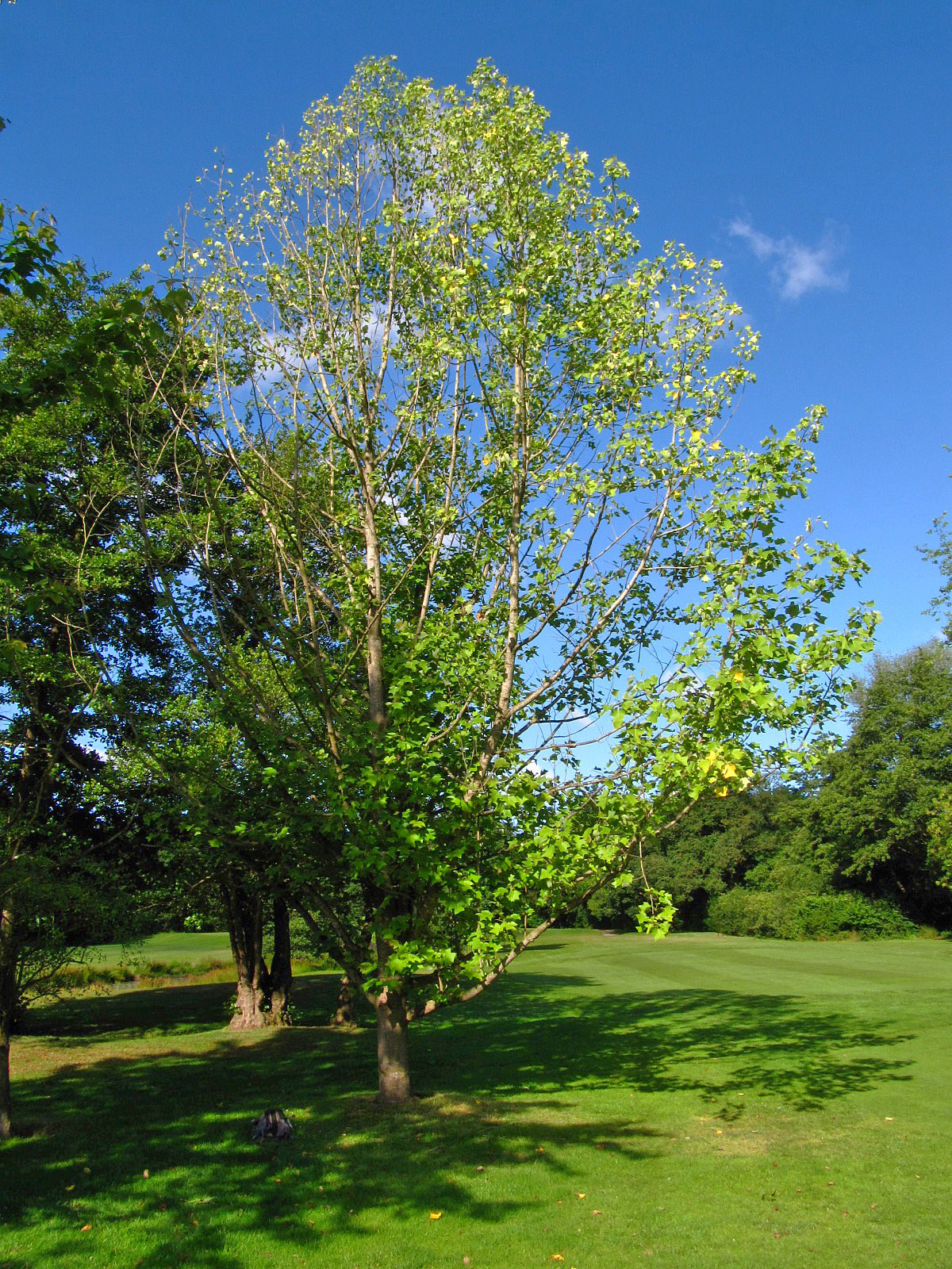 chinense Liriodendron
