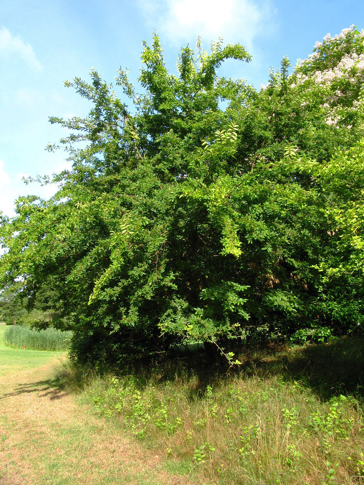 davidii Hemiptelea