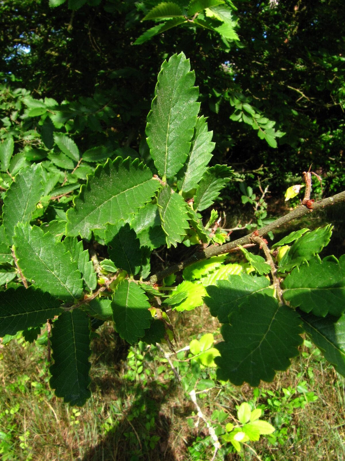 Hemiptelea davidii - Ikens Arboretum Bremen-Oberneuland - Juli 2025