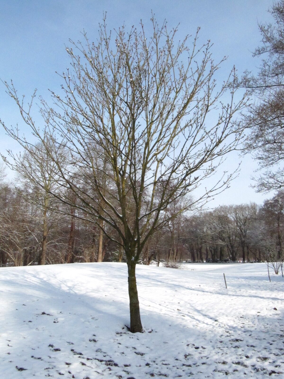 Fraxinus platypoda
