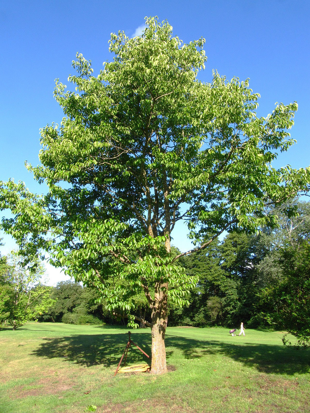 Eucommia ulmoides