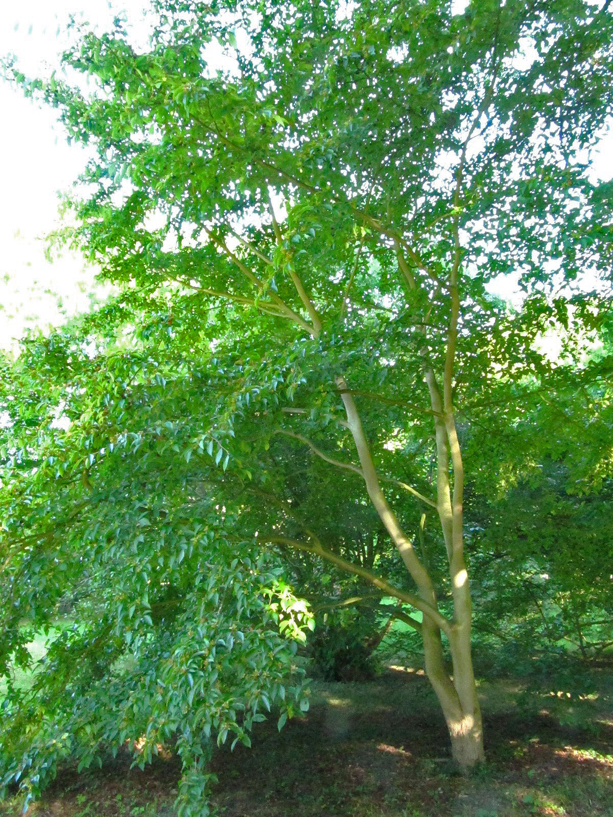 rostrata Stewartia