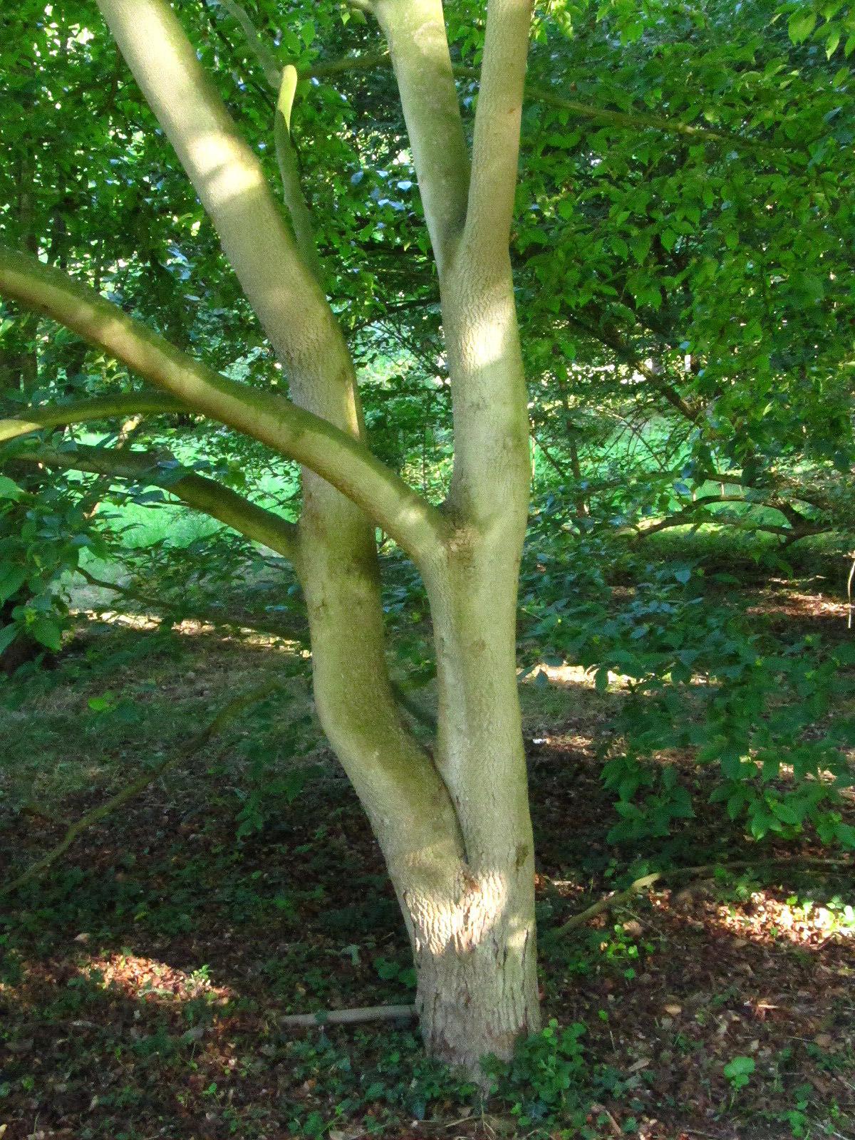 Stewartia rostrata - Ikens Arboretum Bremen-Oberneuland - Juli 2025
