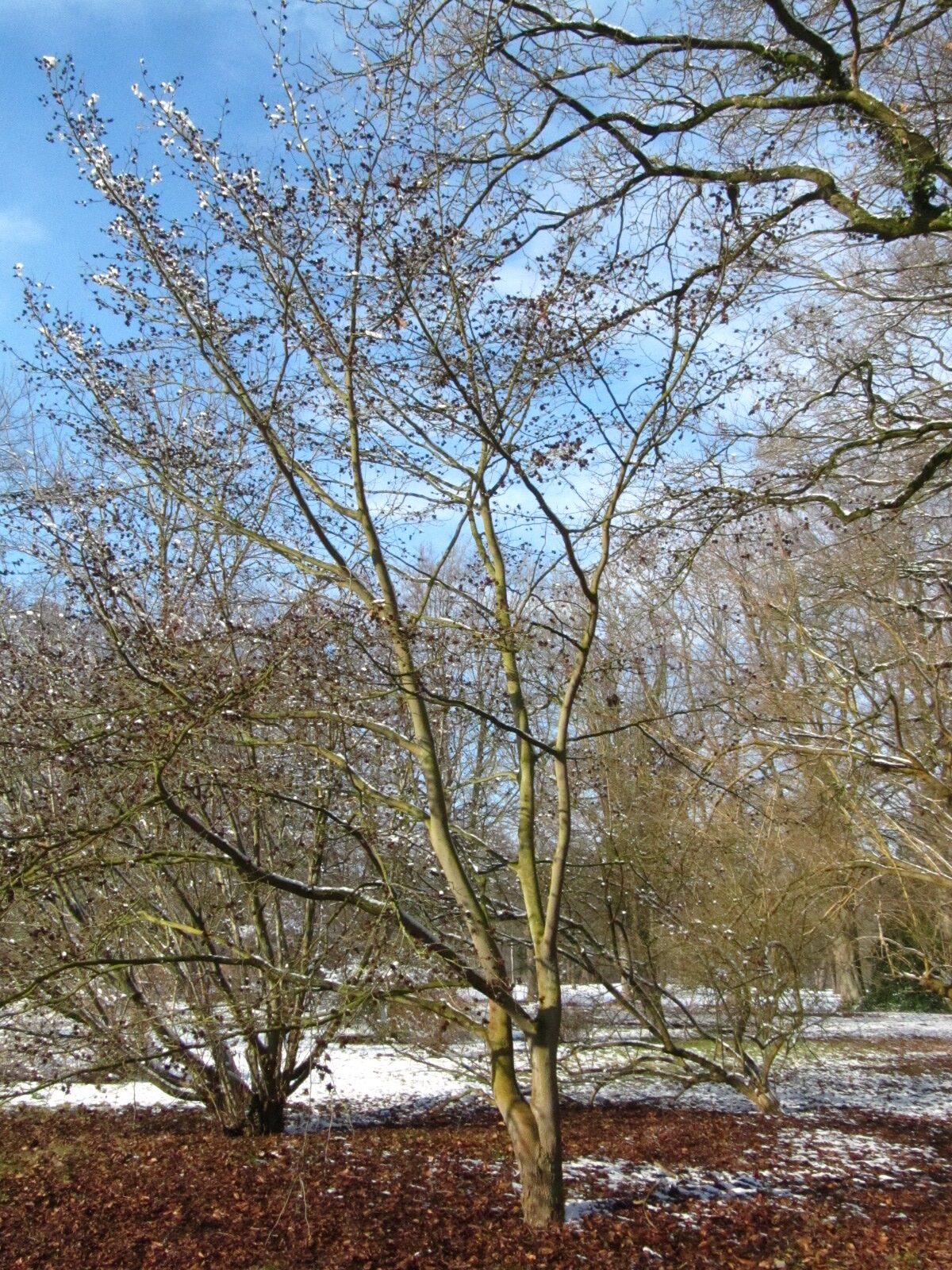 Stewartia rostrata - Bremen-Oberneuland - Feb. 2026