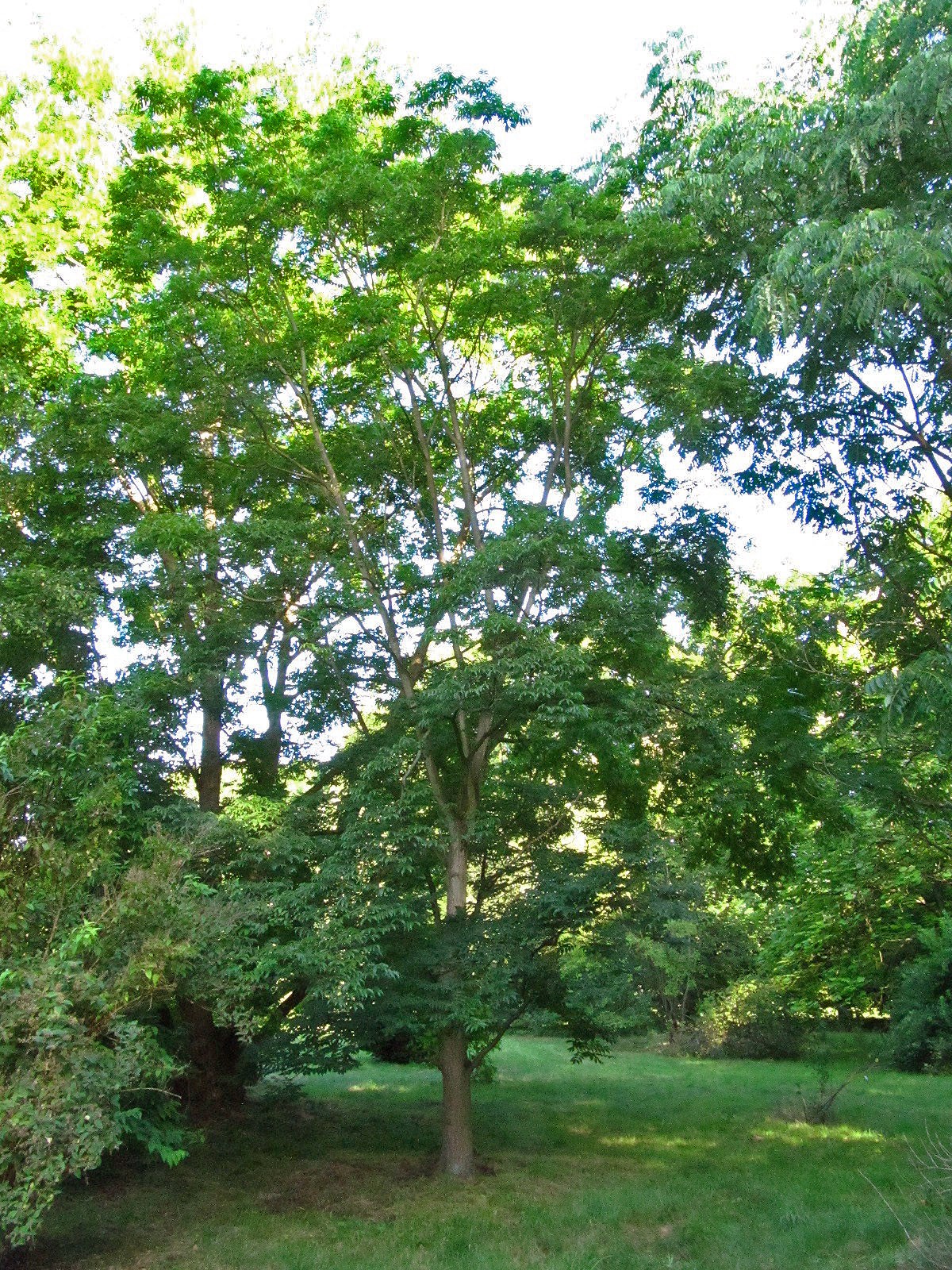 japonicum Phellodendron