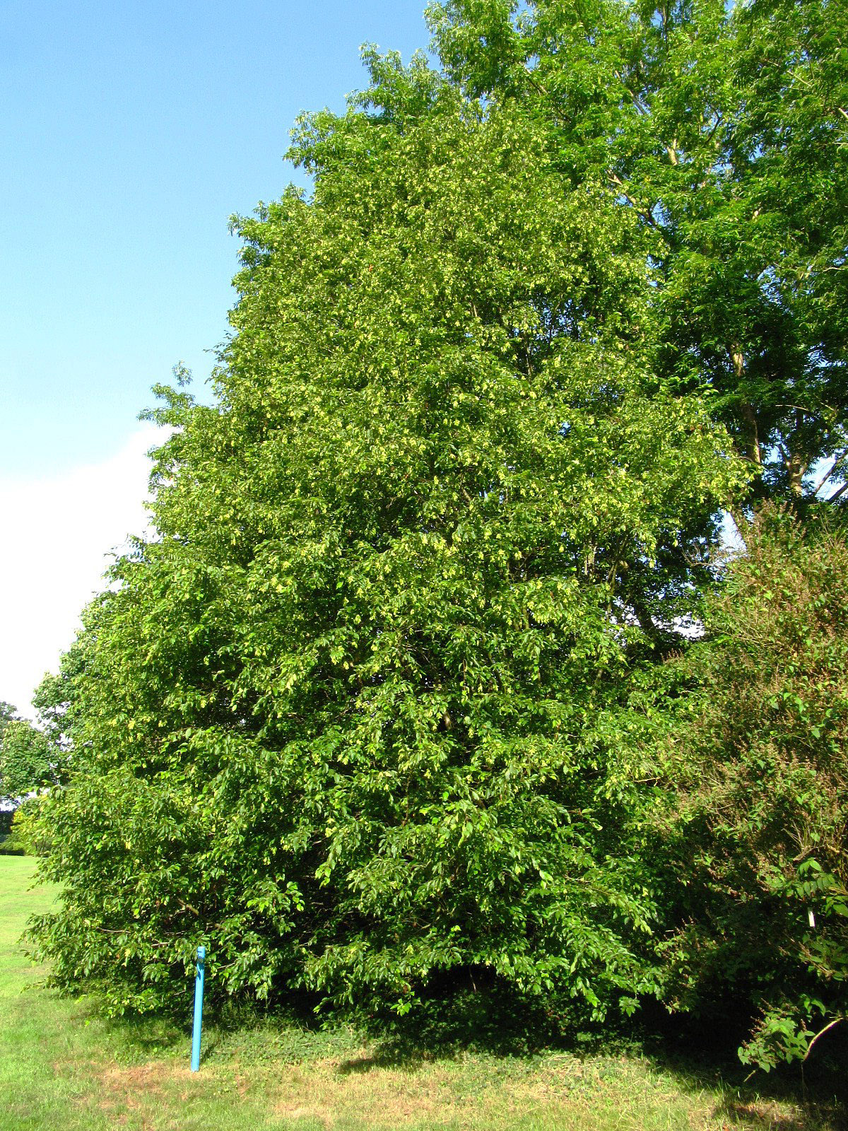 × schuschaensis Carpinus