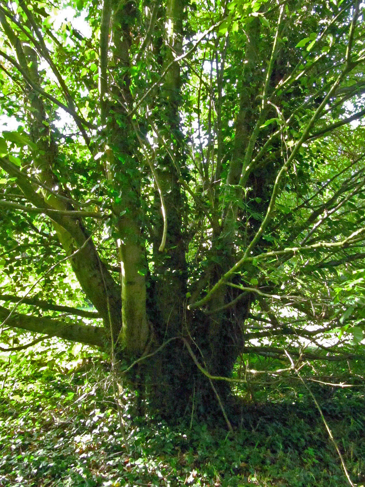 Carpinus × schuschaensis - Ikens Arboretum Bremen-Oberneuland - Juli 2025