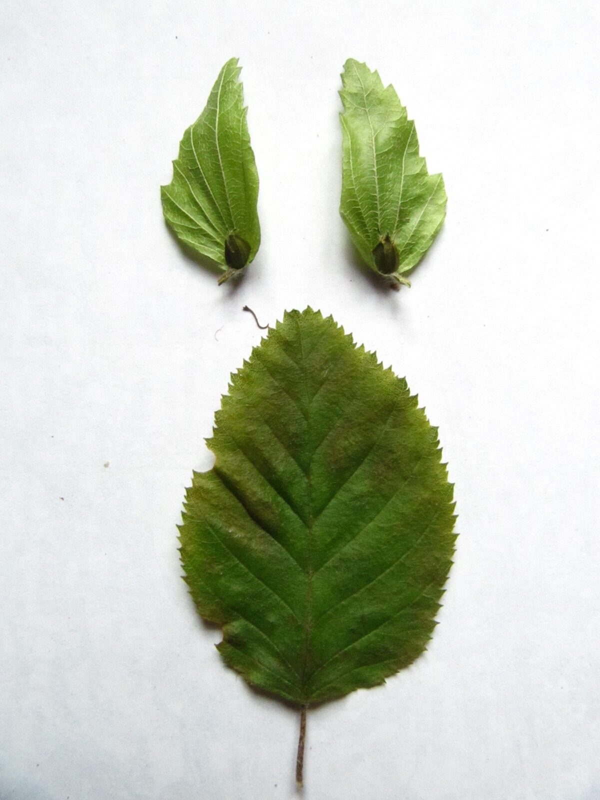 Carpinus × schuschaensis - Ikens Arboretum Bremen-Oberneuland - Juli 2025