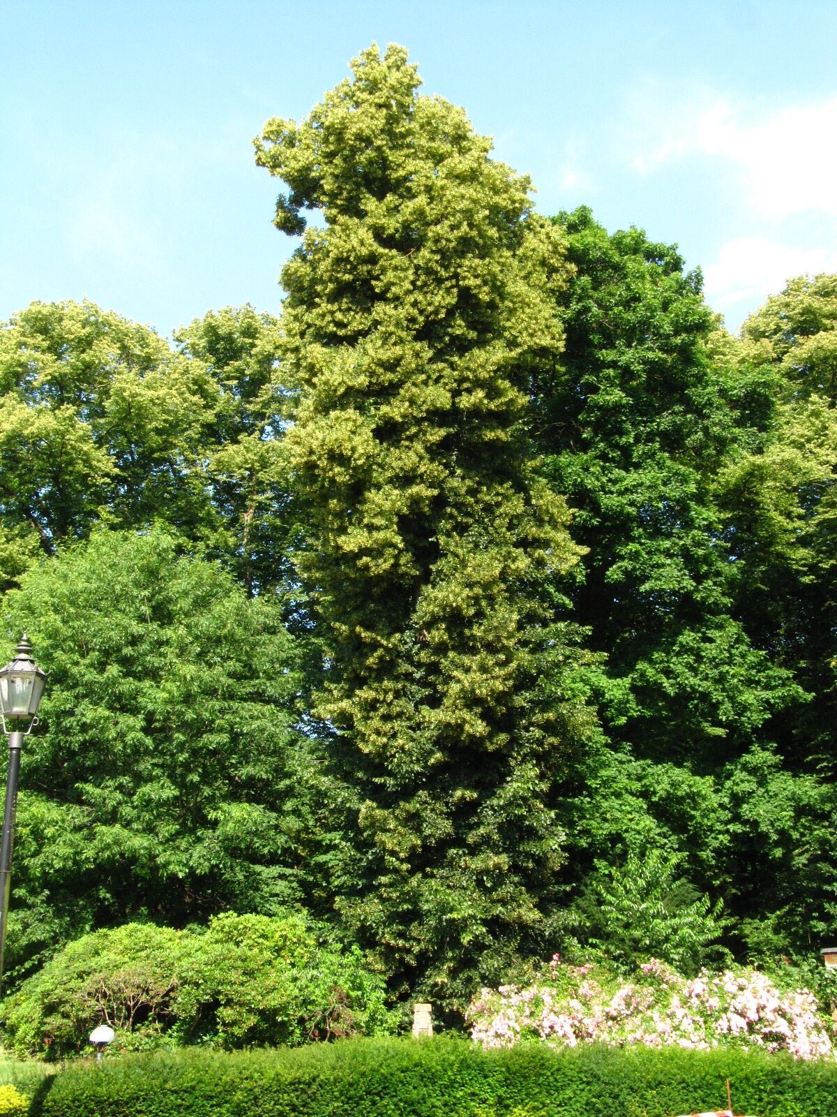 Tilia × euchlora - Schlosspark Etelsen - Juli 2025