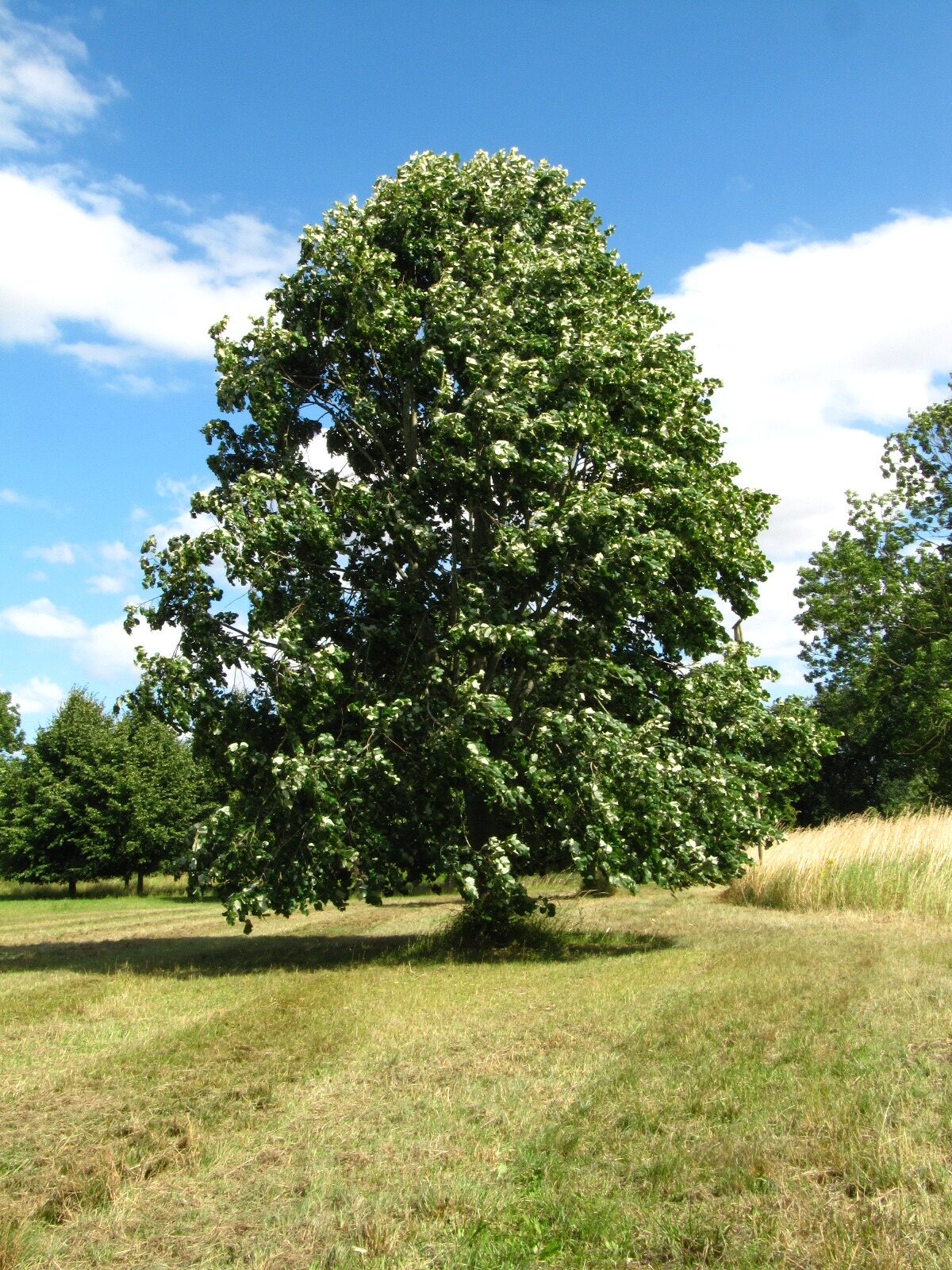 'Brabant' Tilia tomentosa