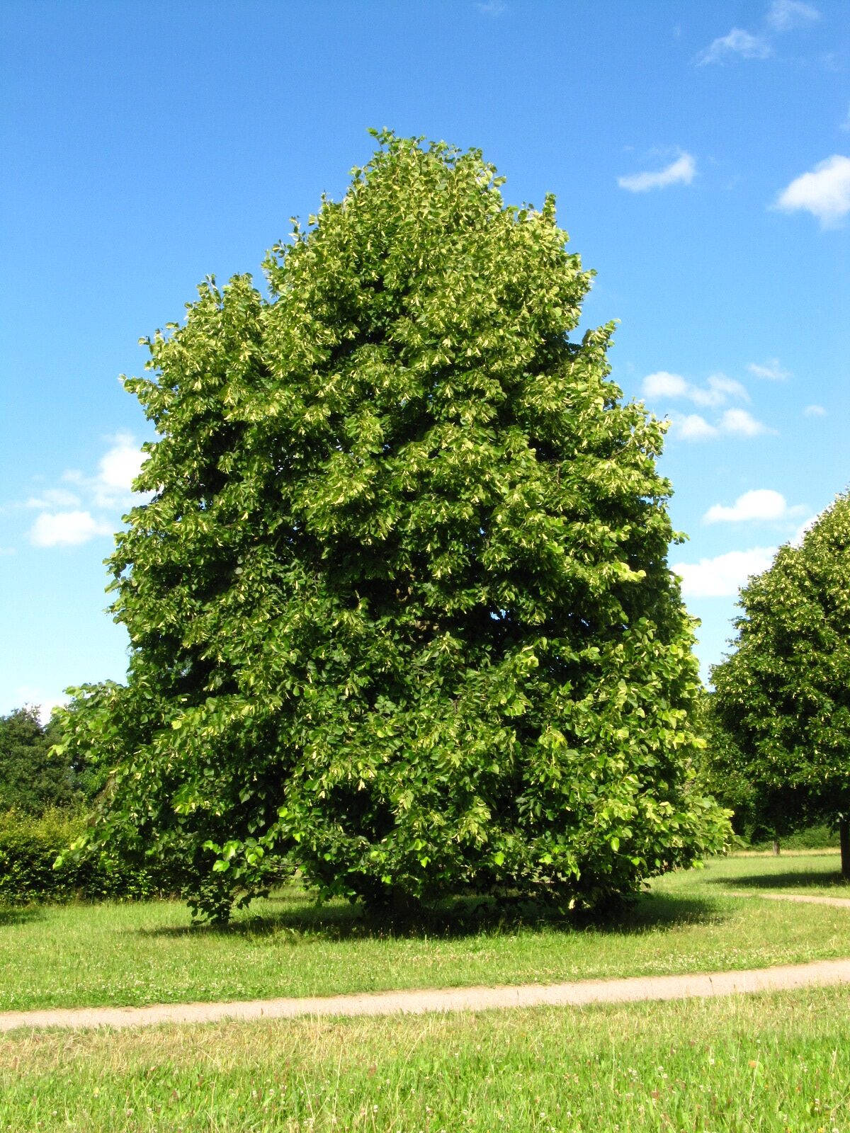 × flaccida Tilia