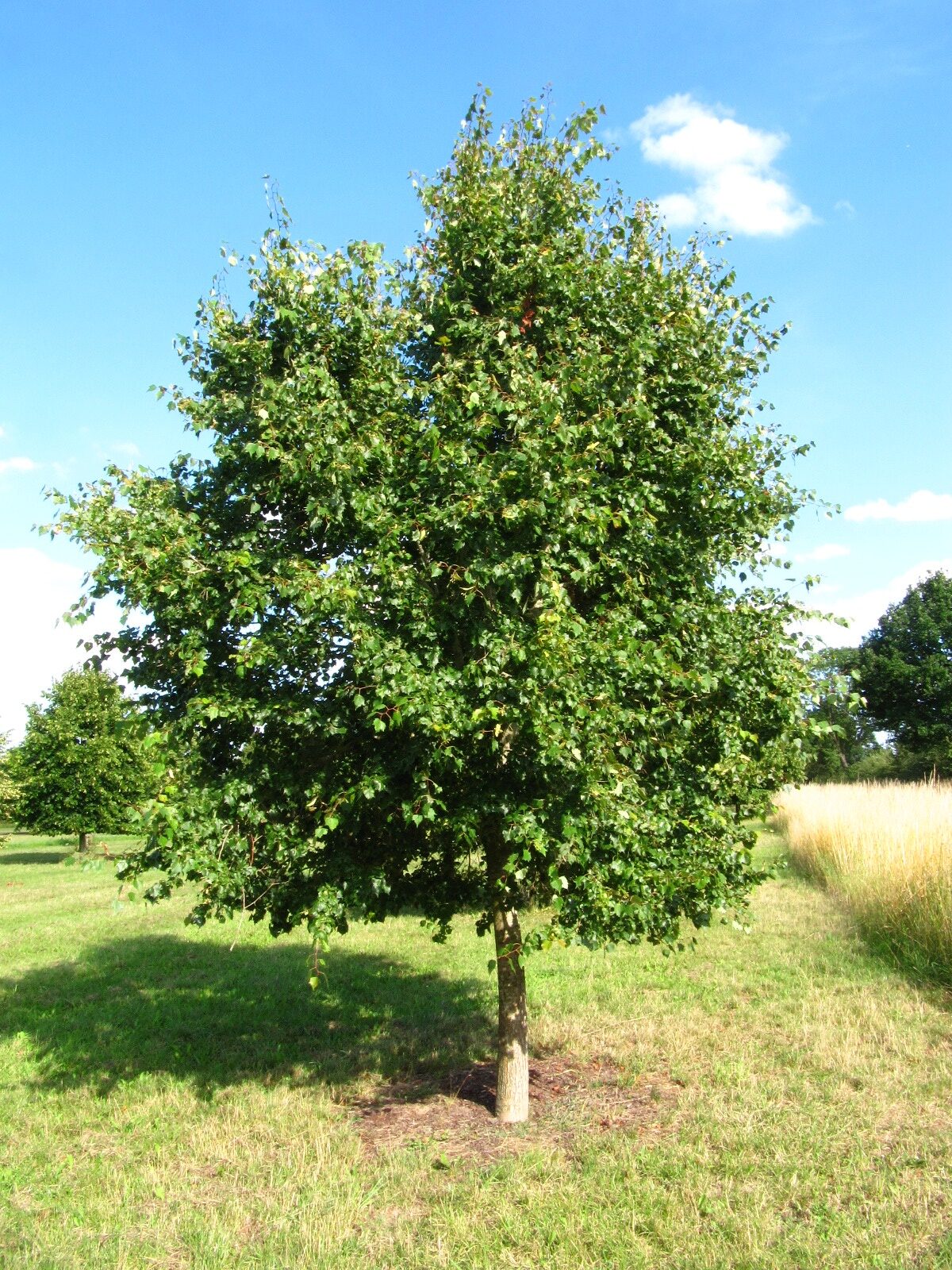 mongolica Tilia