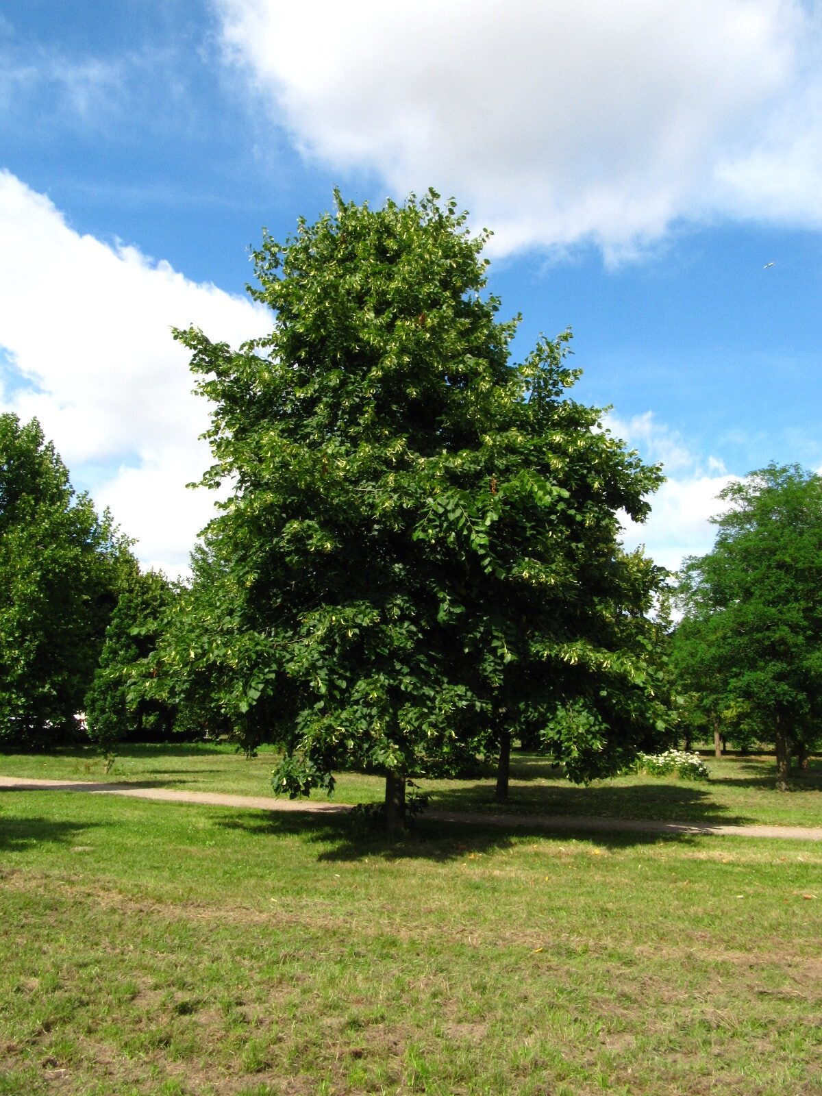 americana Tilia