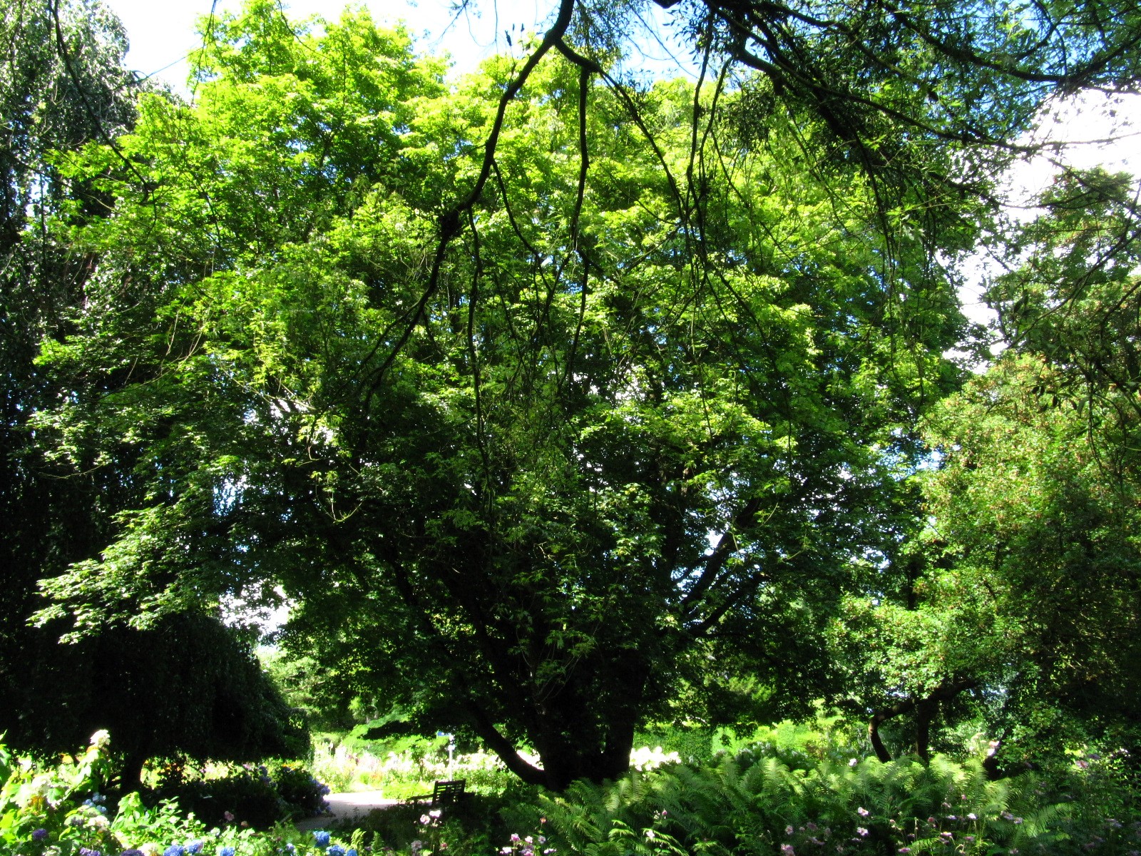 'Annae' × zoeschense Acer