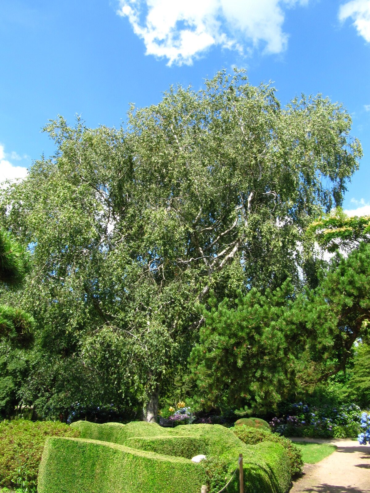 × koehnei Betula