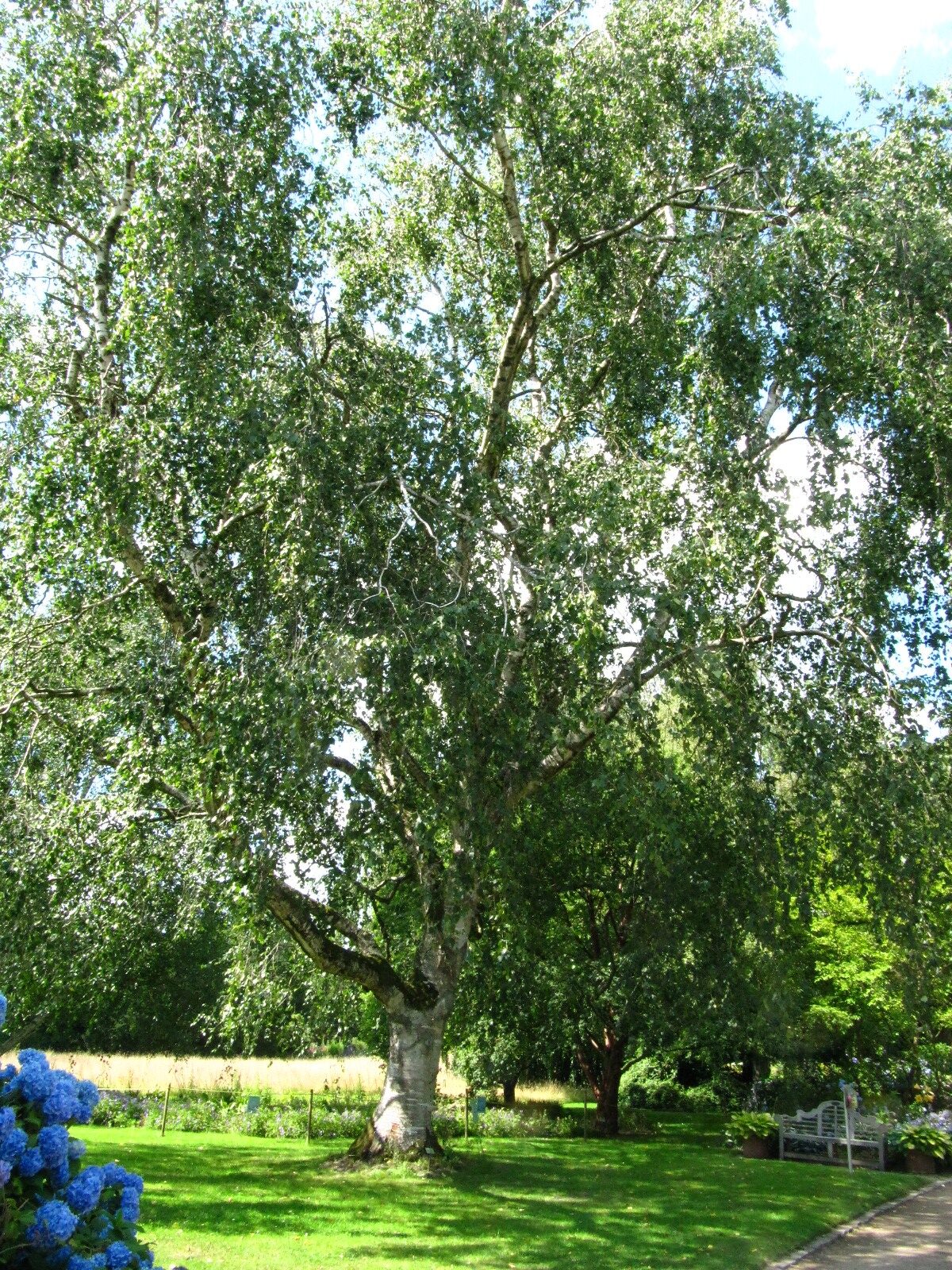 Betula × koehnei - Arboretum Ellerhoop - Juli 2025