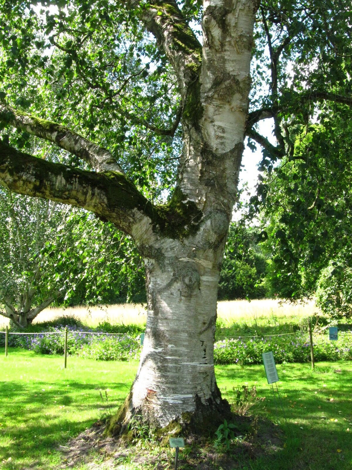 Betula × koehnei - Arboretum Ellerhoop - Juli 2025