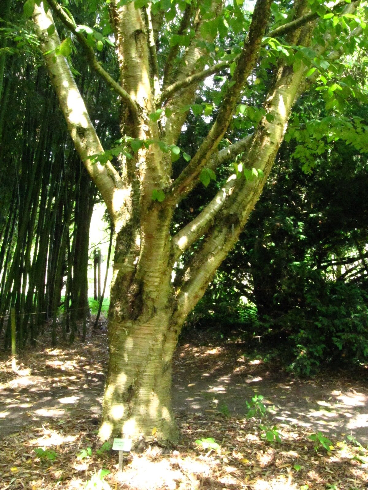 alleghaniensis Betula