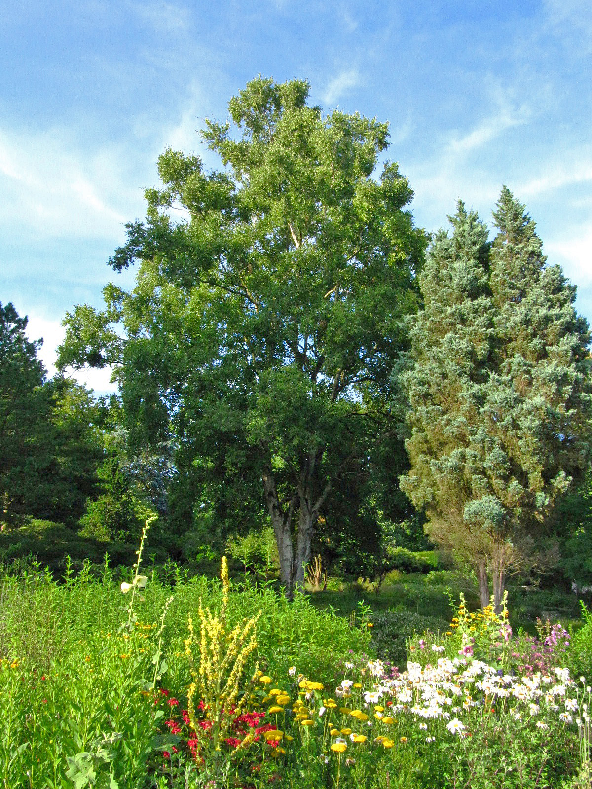 Betula platyphylla var. japonica