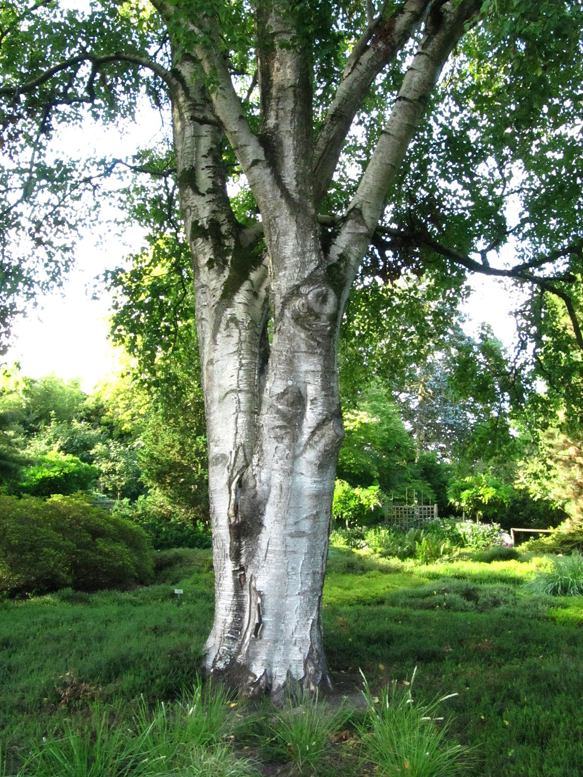 Betula platyphylla var. japonica - Arboretum Ellerhoop - Juli 2025