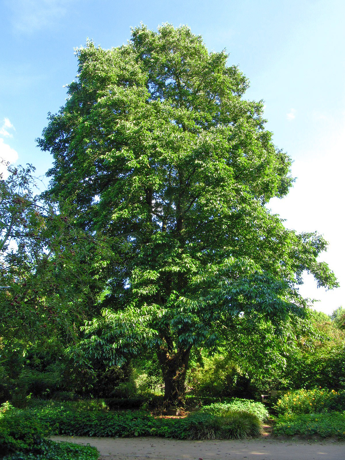 × spaethii Alnus