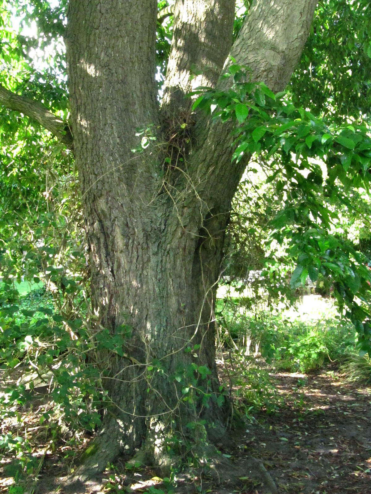 Alnus × spaethii - Arboretum Ellerhoop - Juli 2025