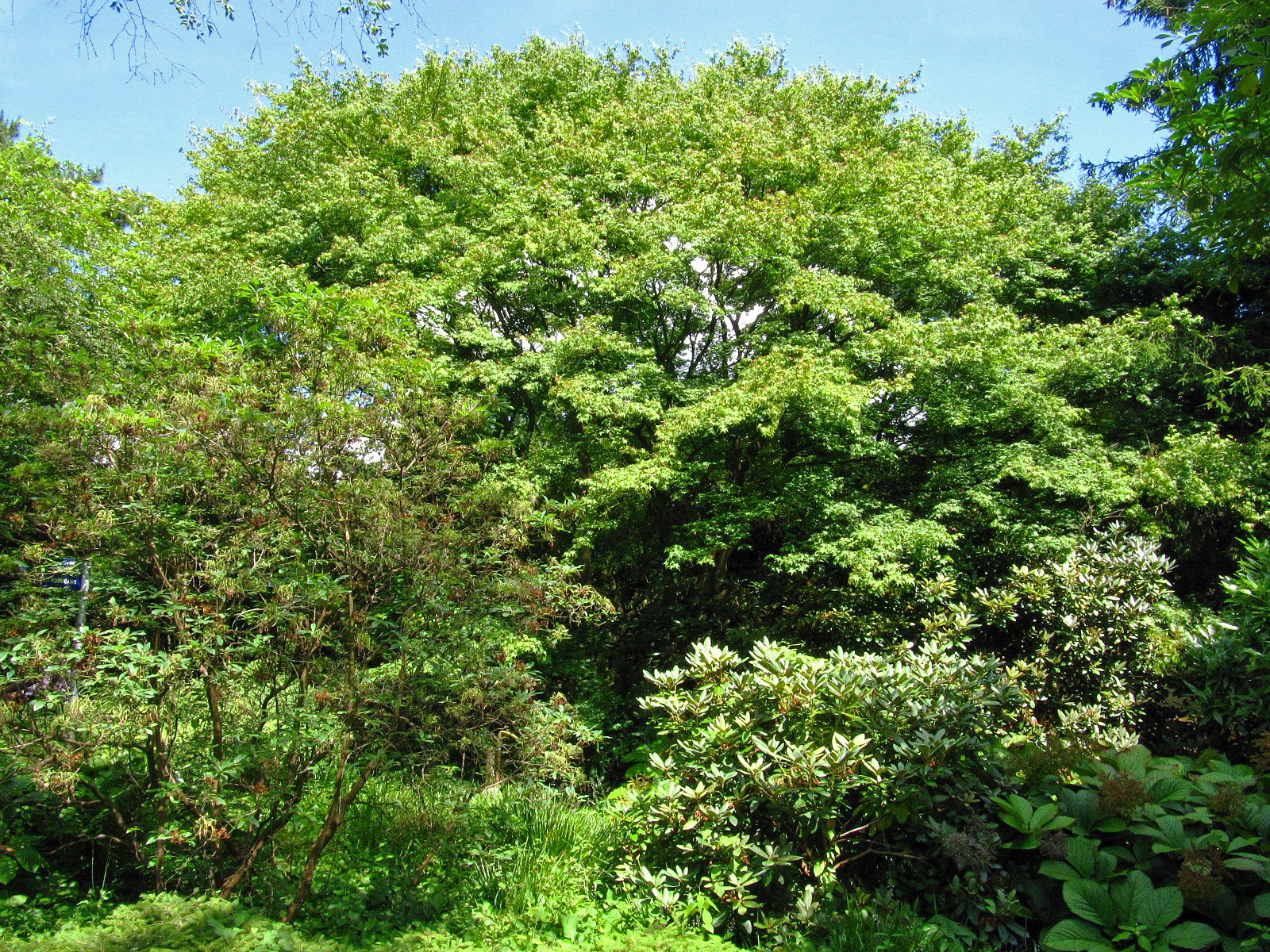 Acer palmatum