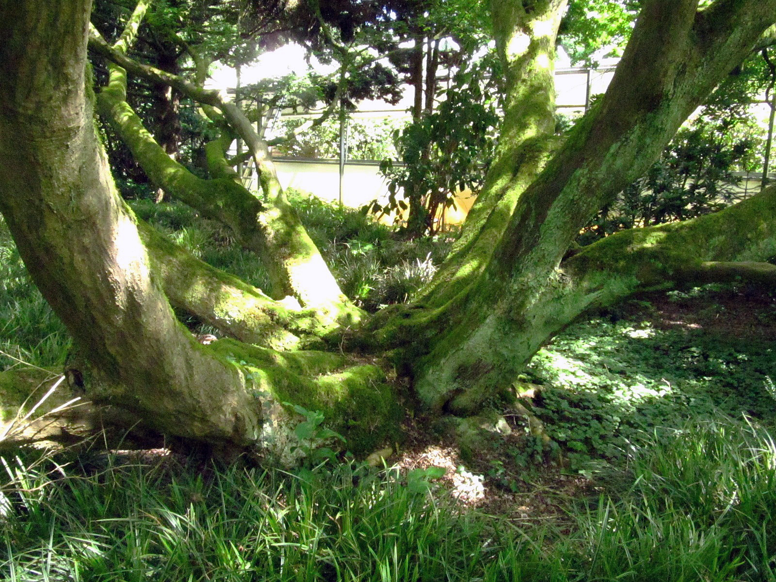 Acer palmatum - Arboretum Ellerhoop - Juli 2025