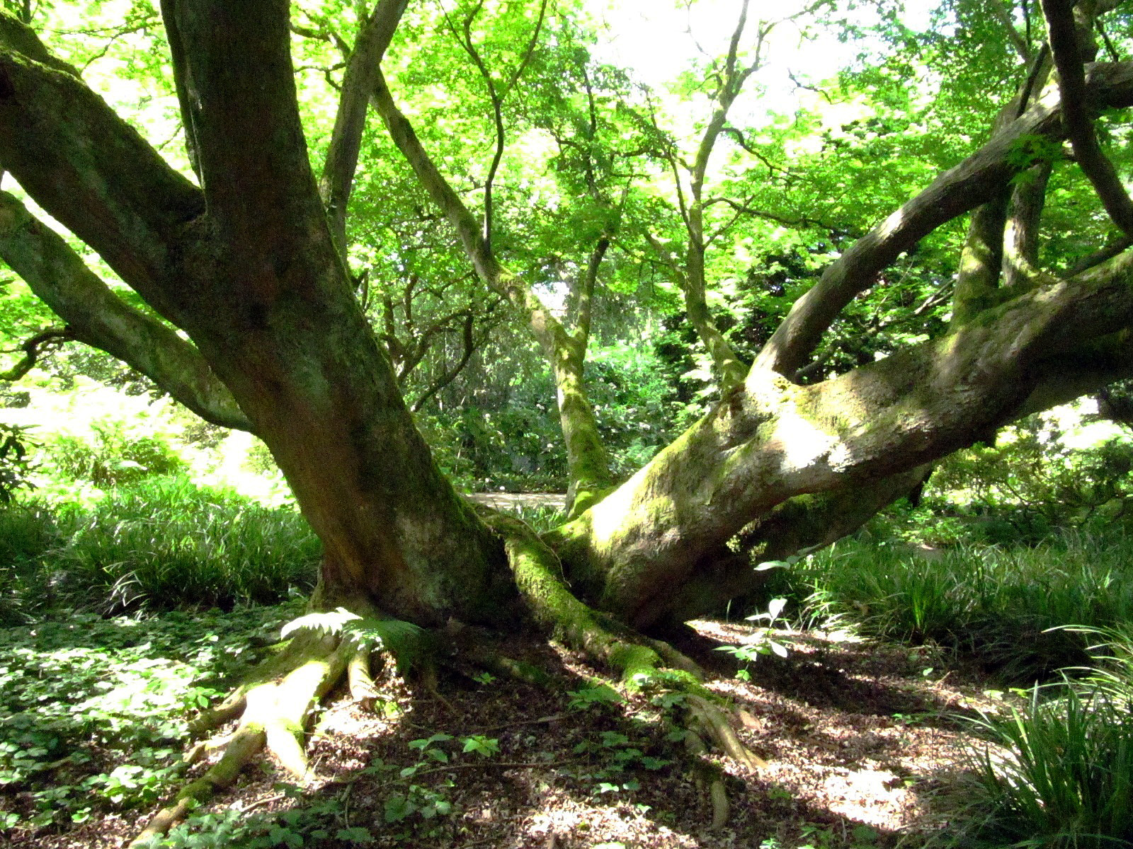 Acer palmatum - Arboretum Ellerhoop - Juli 2025