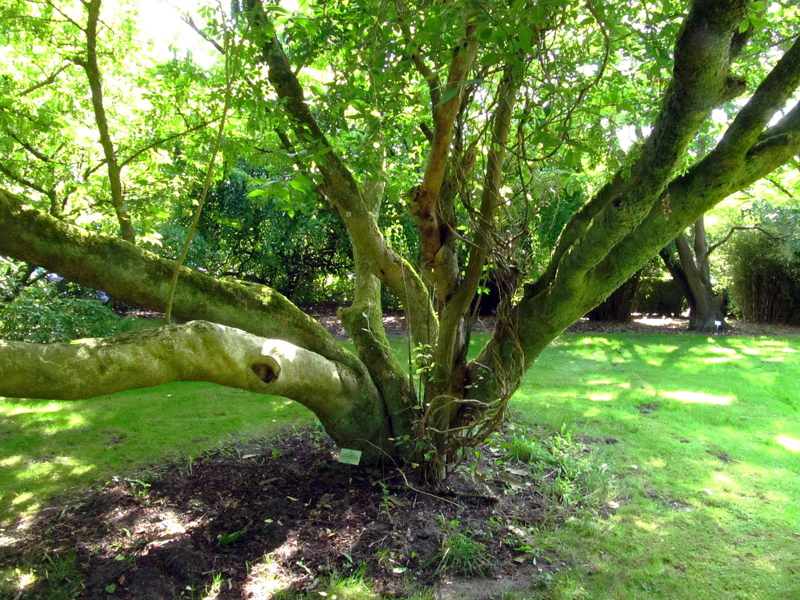 Acer cissifolium