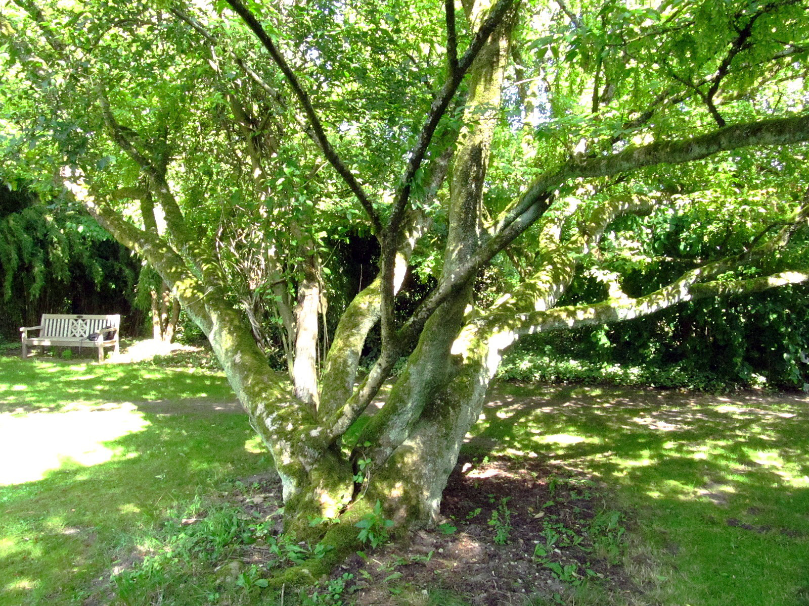 Acer cissifolium - Arboretum Ellerhoop - Juli 2025