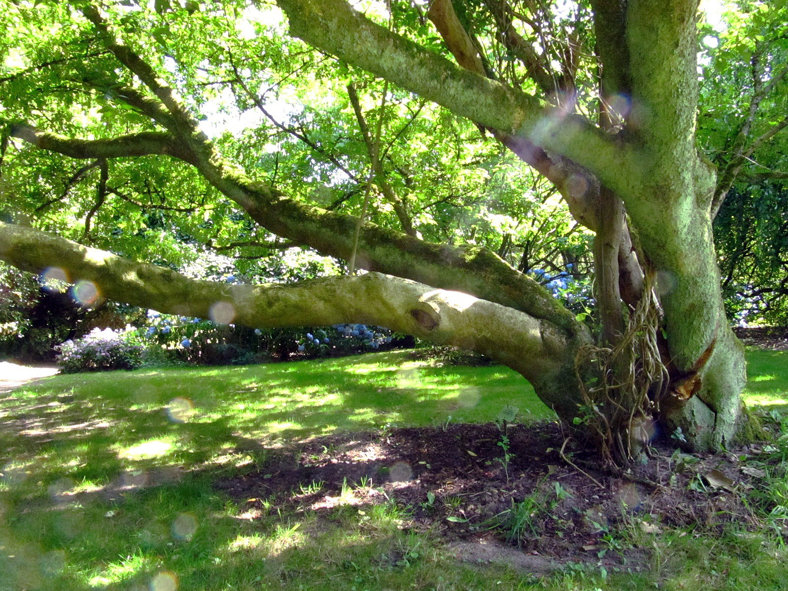 Acer cissifolium - Arboretum Ellerhoop - Juli 2025