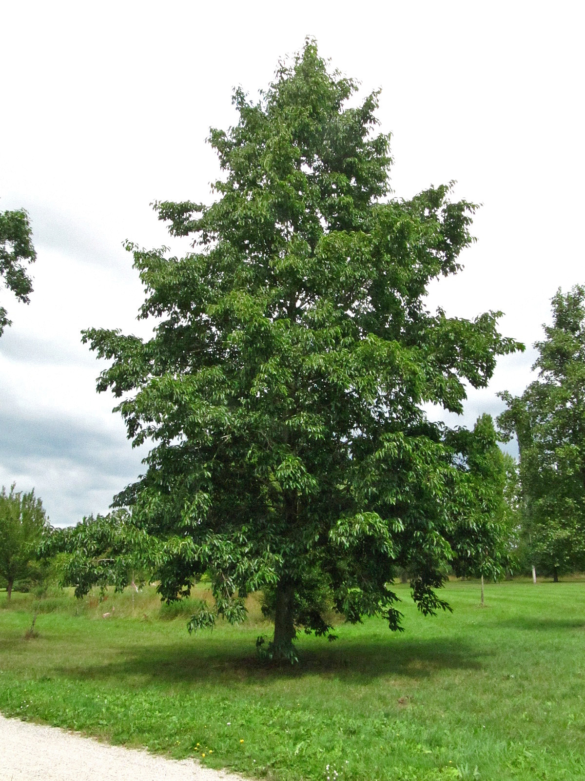 × spaethii Alnus