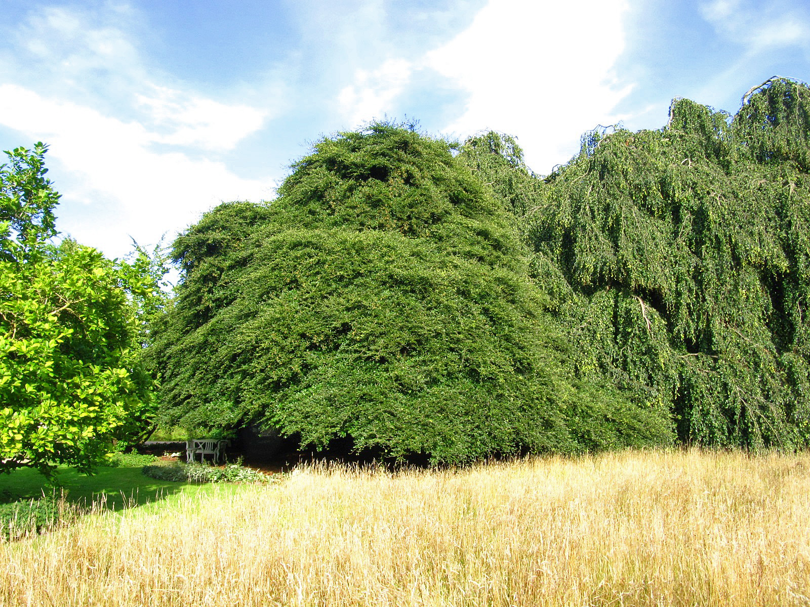 Fagus sylvatica var. suentelensis