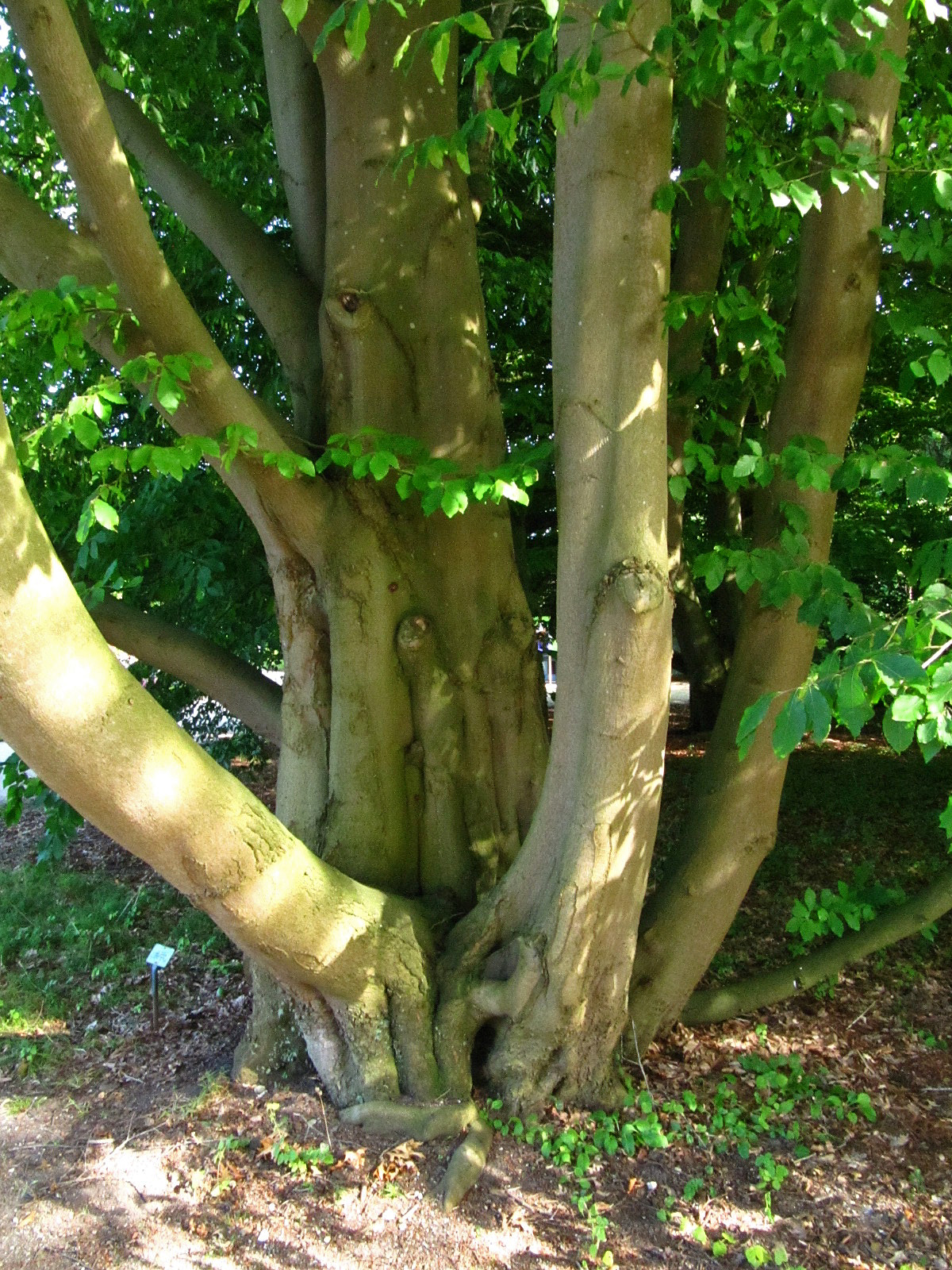Fagus orientalis