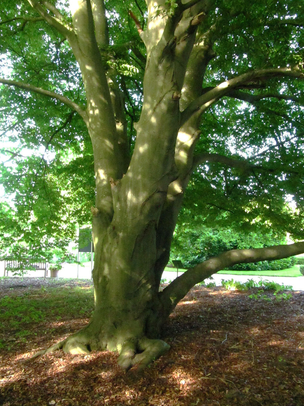 'Quercifolia' Fagus sylvatica