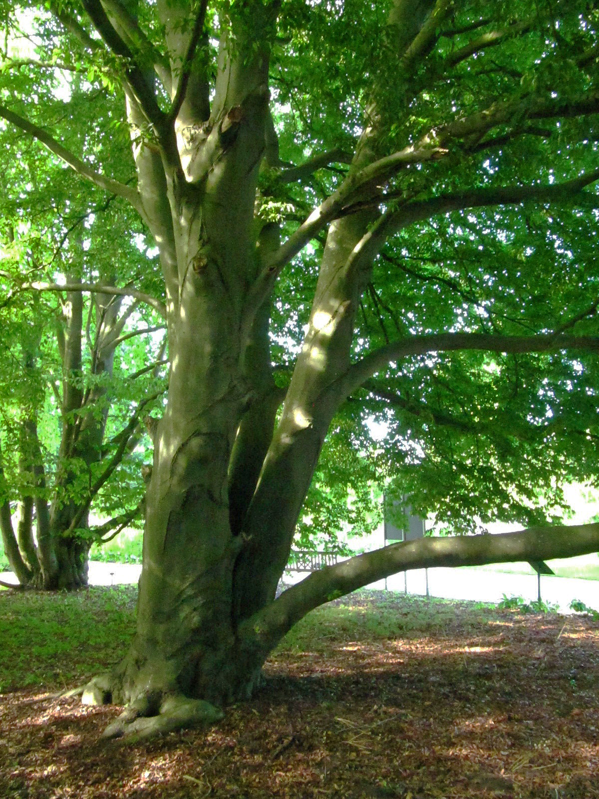 Fagus sylvatica 'Quercifolia' - Arboretum Ellerhoop - Juli 2025