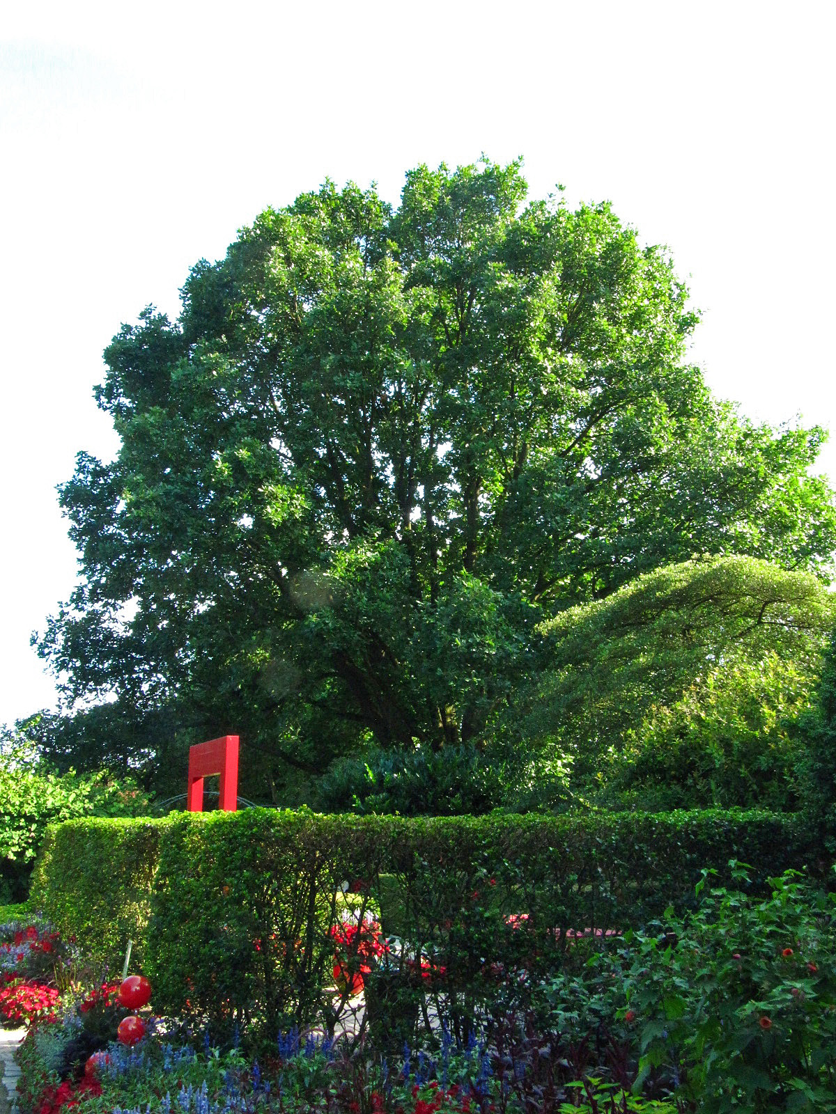 frainetto Quercus